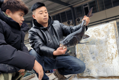 湖北荆州：鲜鱼“秒发” ！