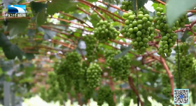 新闻故事｜邹建华：返乡打造生态循环经济 激活乡村带富一方百姓