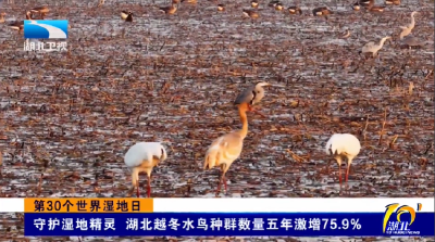 第30个世界湿地日 | 守护湿地精灵 湖北越冬水鸟种群数量五年激增75.9%
