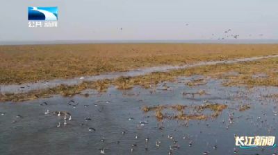 人与自然丨27只越冬候鸟集中办理“身份证”