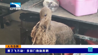 人与自然｜累了飞不动！多部门救助黑鹳