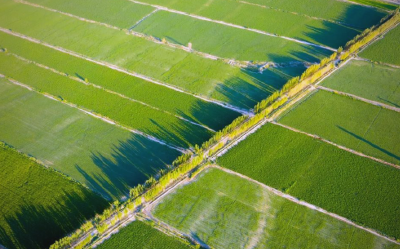 2026年中央一号文件发布