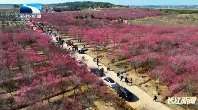 孝感孝昌：千亩梅园映山红 “花海经济”促振兴