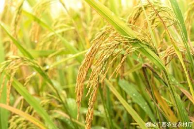 中央一号文件明确今年“三农”领域重大任务和工作