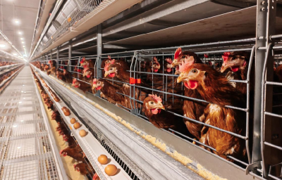 年产值破110亿！谷城“土特产”撑起村民共富梦