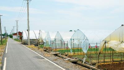 湖北武汉江夏长江村：小村变身“大菜篮”