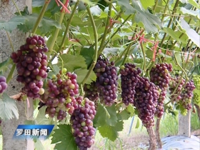 县惠民现代农业产业园的葡萄熟了