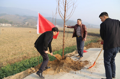 县政府办积极参加全民义务植树活动