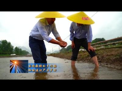 朱仁山教授在罗田县河铺镇指导农民播种水稻