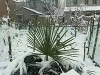 今冬第一场雪