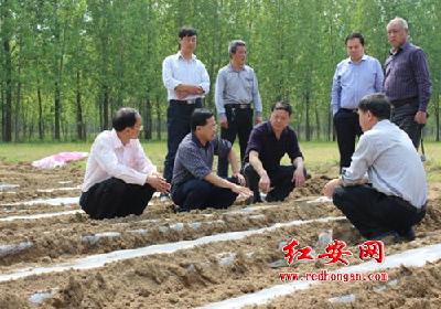 省农业厅种植业处肖长惜来红安指导当前农业生产