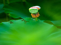 荷池莲子（审计文化）