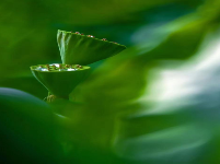 荷池莲子（审计文化）