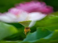 荷池莲子（审计文化）