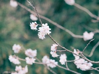 红安天台山万亩野樱花盛开