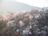 红安县天台山野樱漫山绽放