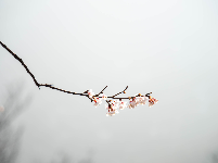 红安县天台山野樱漫山绽放