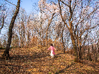 红安县天台山野樱漫山绽放