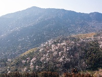 红安县天台山野樱漫山绽放