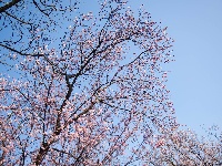 红安县天台山野樱漫山绽放