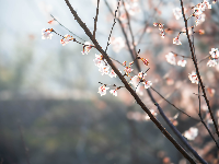 红安县天台山野樱漫山绽放