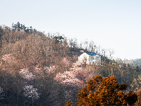 红安县天台山野樱漫山绽放