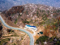 红安县天台山野樱漫山绽放