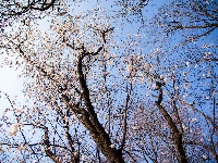 红安县天台山野樱漫山绽放