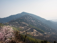 红安县天台山野樱漫山绽放