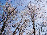 红安县天台山野樱漫山绽放