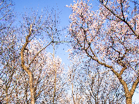红安县天台山野樱漫山绽放
