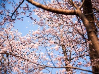 红安县天台山野樱漫山绽放