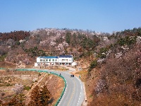 红安县天台山野樱漫山绽放