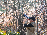 红安县天台山野樱漫山绽放