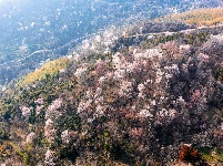 红安县天台山野樱漫山绽放