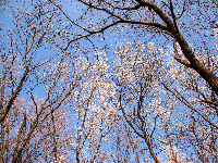 红安县天台山野樱漫山绽放