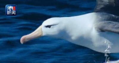 【中国人的活法】潜爱：为恢复海洋生态默默努力的人们