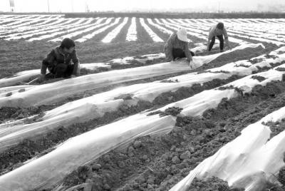 湖北十堰市房县特色蔬菜助农增收