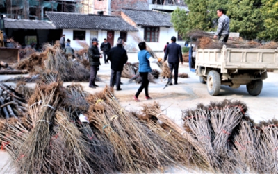 翌年：看绿满军店  闻花果飘香