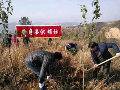 房县供销社积极开展义务植树活动 