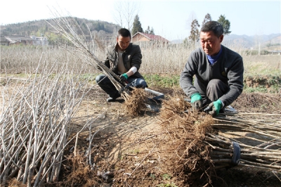 樱桃苗木王李建明的“致富经” 