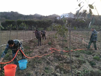 花卉苗木走出不一样的产业脱贫路 