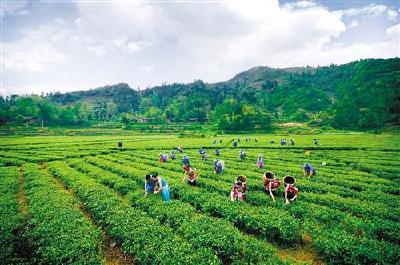 【治国理政新实践·重庆篇】重庆市秀山加快产业发展巩固脱贫成果