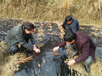 姚坪乡：产业发展重节点 抢种银杏促扶贫