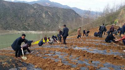姚坪乡以植树活动为契机 推进银杏产业发展