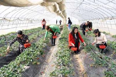 房县军店镇：草莓正当红 引来观光客