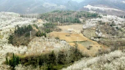 房县城关镇精心打造“万亩樱桃产业观光园”