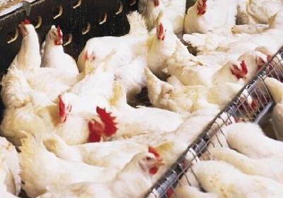 鸡遇“本命年”价格回到十年前 湖北养殖户普遍亏损严重