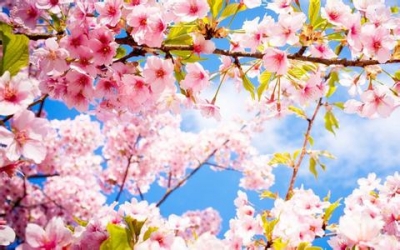 我县将举办首届樱桃花节暨第二届草莓采摘节