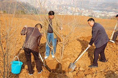 城关镇掀起植树造林春季攻势 